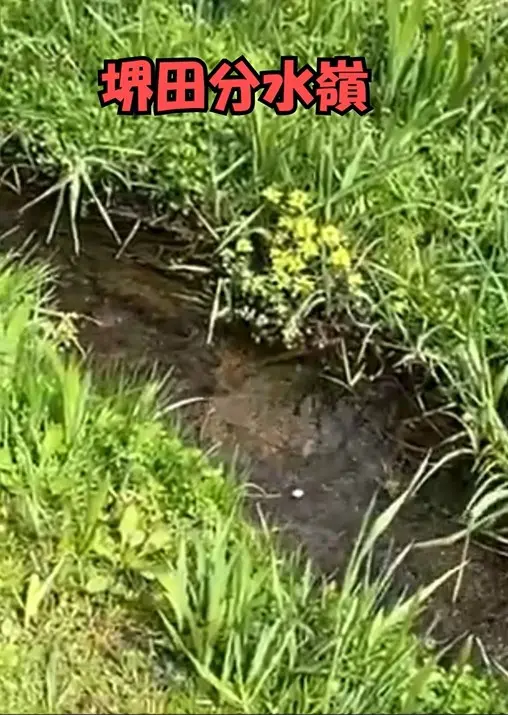 １枚の花びらの流れ　動画