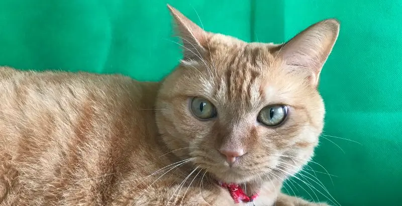 みっ太の写真
